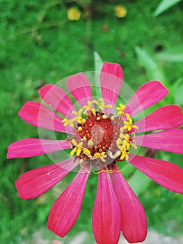 Â Red gerbera daisy flower on blue background